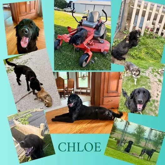 Chloe