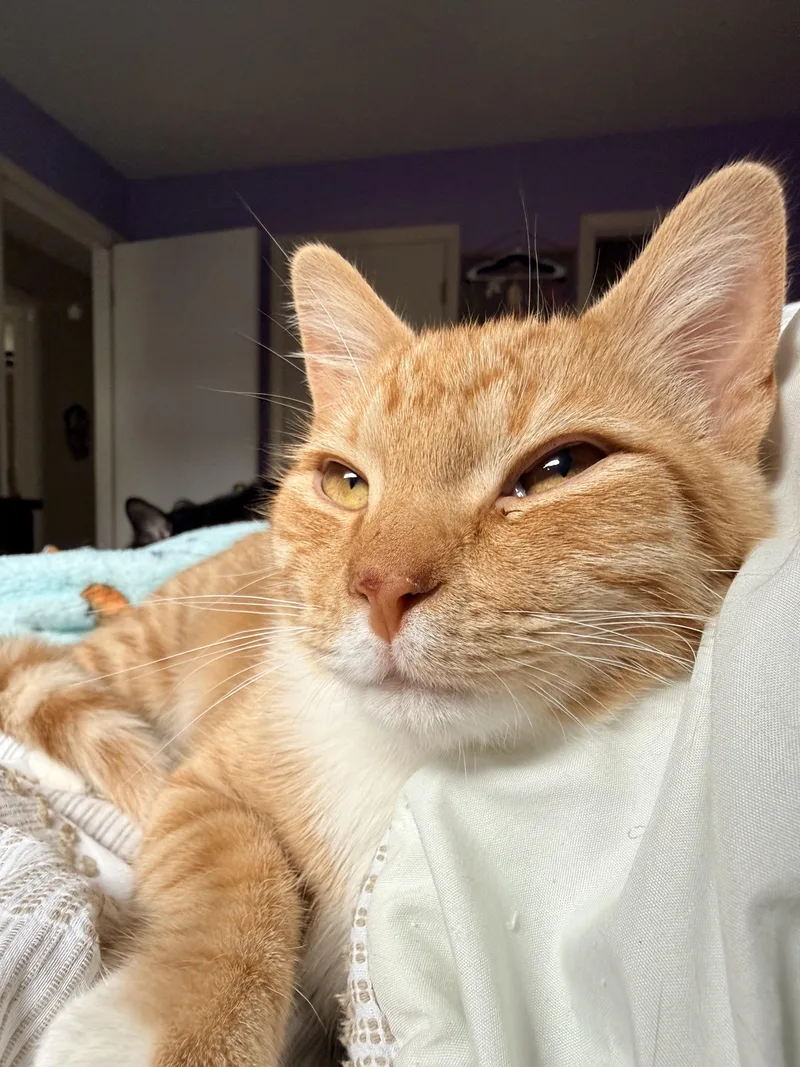 A young medium-sized male Orange / Red Tabby cat named Simon for adoption in Muncie, IN
