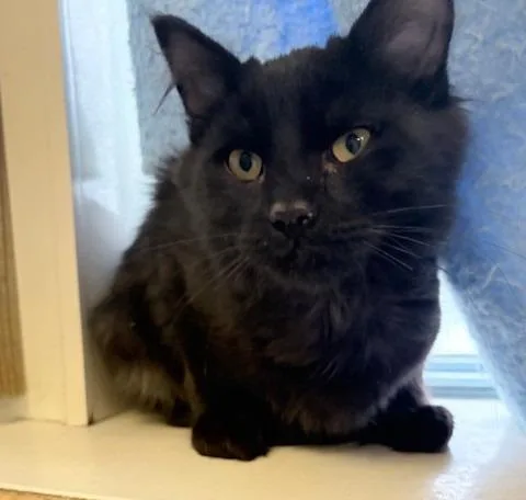 A baby large-sized male Domestic Medium Hair cat named Apollo for adoption in Ogdensburg, NY