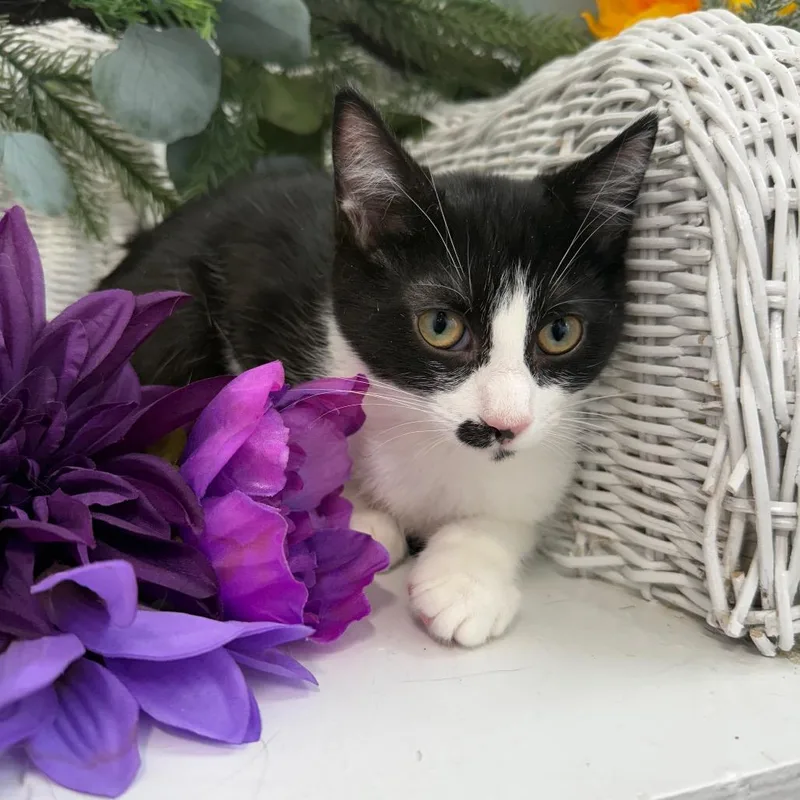 A baby small-sized male Black Domestic Short Hair cat named Fable Harbor for adoption in Eaton Rapids, MI