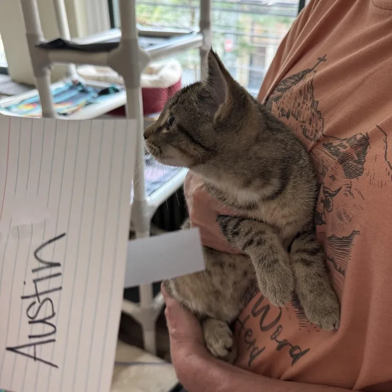 A baby small-sized male American Shorthair cat named SleepyAustin for adoption in Pittsburgh, PA