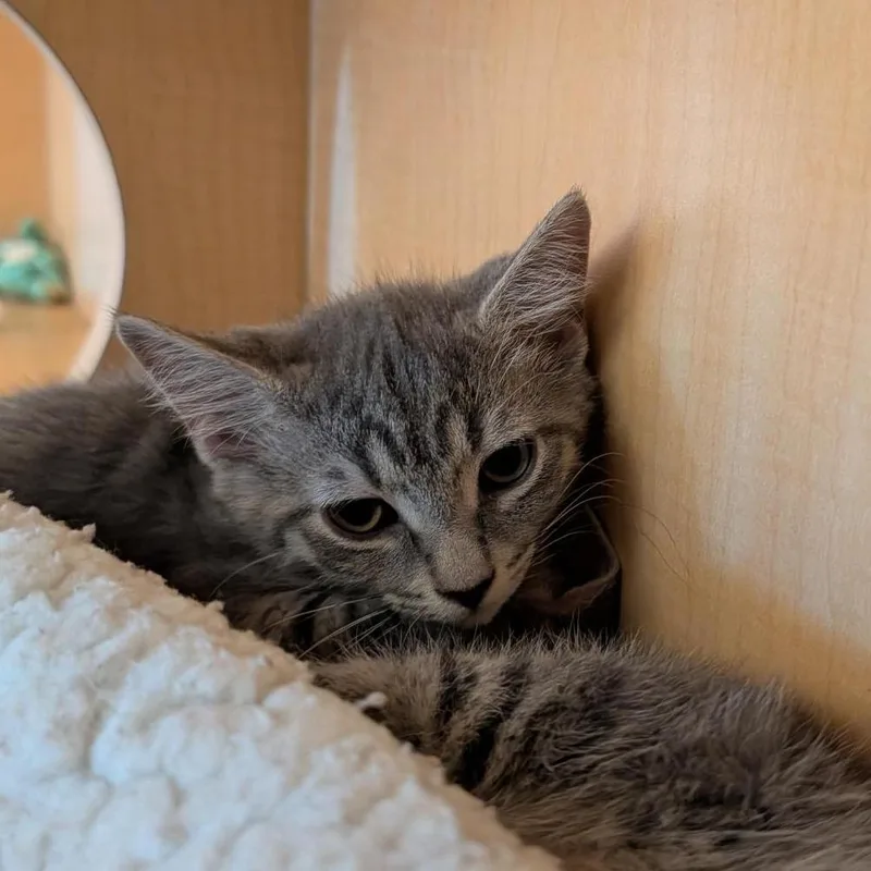 A baby small-sized male Gray / Blue / Silver Domestic Short Hair cat named Chaos for adoption in Washington Township, OH