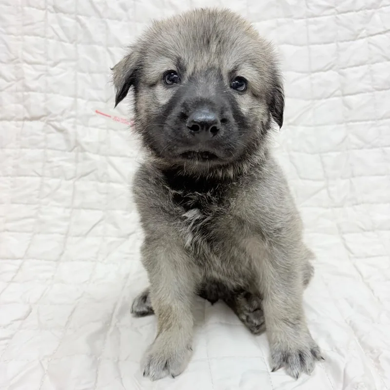 A baby small-sized male Great Pyrenees dog named Solo for adoption in Parker, CO