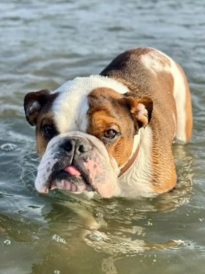 An adult medium-sized male Red / Chestnut / Orange English Bulldog dog named Loki Asgard for adoption in Bonney Lake, WA