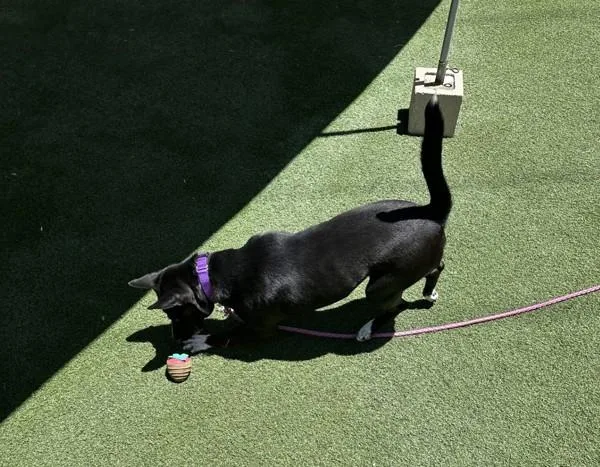 An adult large-sized female Shepherd dog named Gigi for adoption in Oceanside, CA