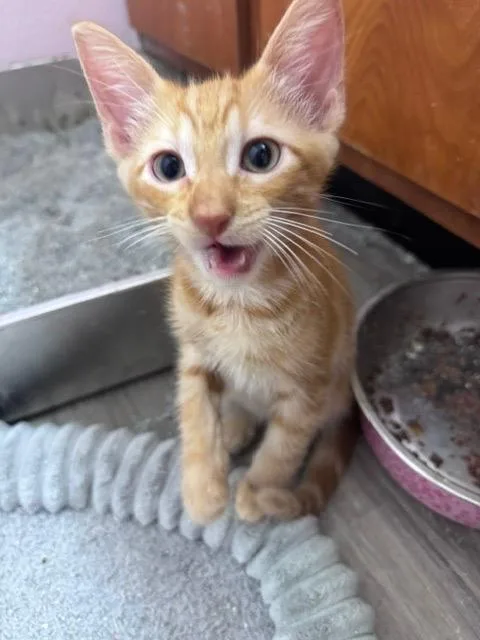 A baby medium-sized male Domestic Short Hair cat named Pump Action Shotgun for adoption in San Antonio, TX