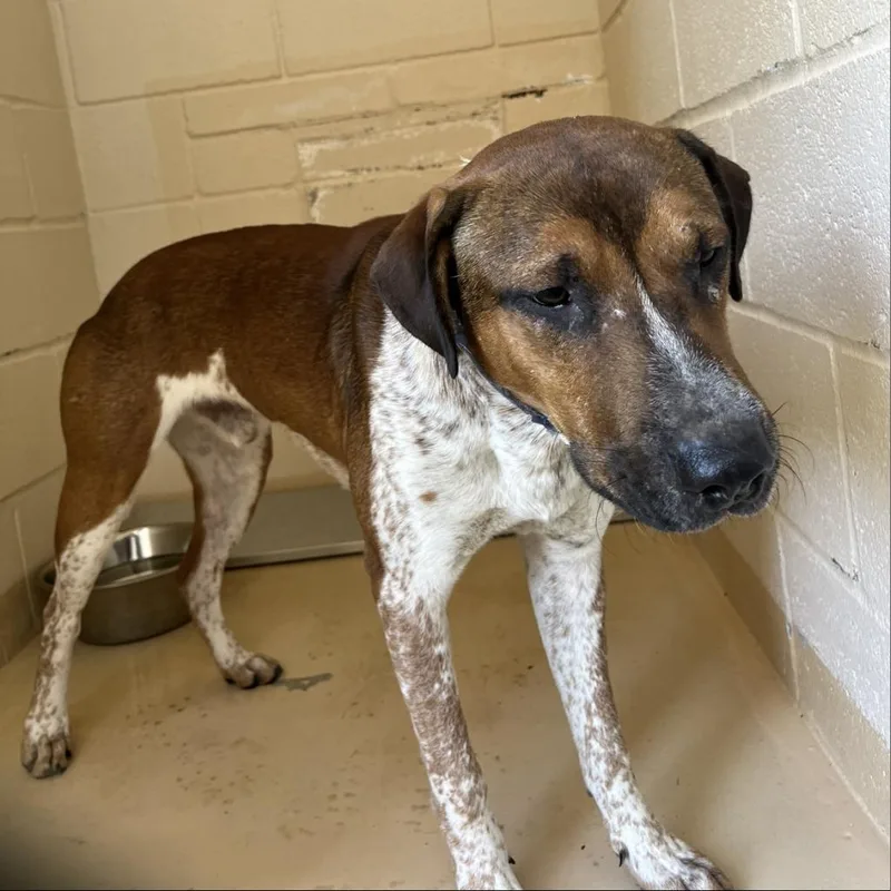 An adult medium-sized male Brown / Chocolate Mixed Breed dog named Mister for adoption in Lufkin, TX