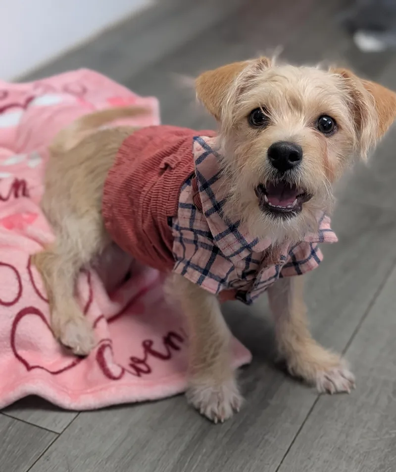 A baby small-sized female Wirehaired Terrier dog named Spice for adoption in Plainfield, NJ