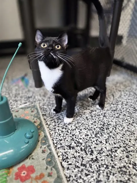 A baby small-sized female Domestic Short Hair cat named Adelaide for adoption in Palmetto, FL