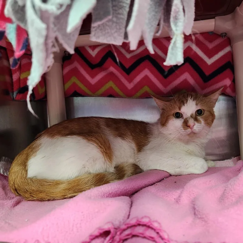 A baby large-sized male Orange / Red Domestic Short Hair cat named Roswell for adoption in Grand Rapids, MI