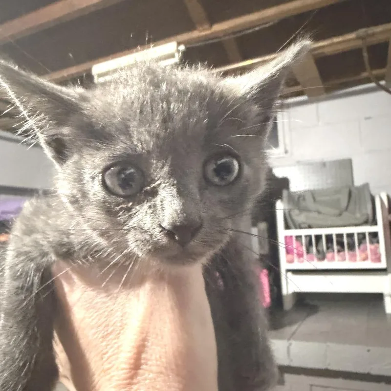 A baby small-sized male Gray / Blue / Silver Russian Blue cat named Simon for adoption in Albert Lea, MN