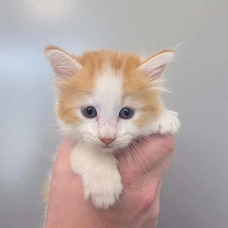 A baby small-sized female Orange / Red Domestic Medium Hair cat named Dragon for adoption in Sand Springs, OK