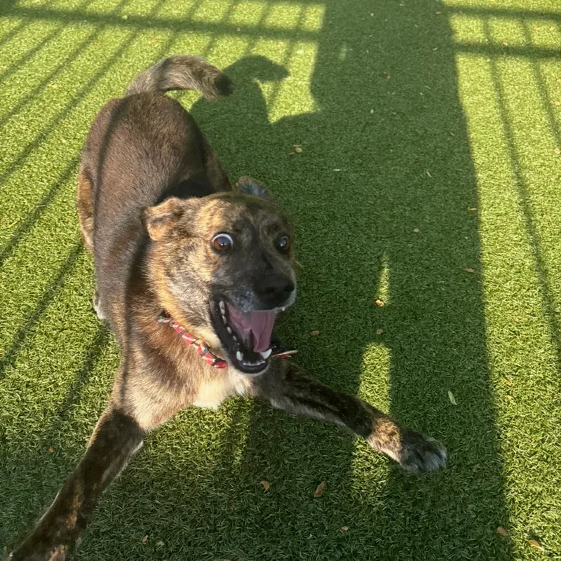 An adult medium-sized male Brindle Plott Hound dog named Simon for adoption in Charlottesville, VA