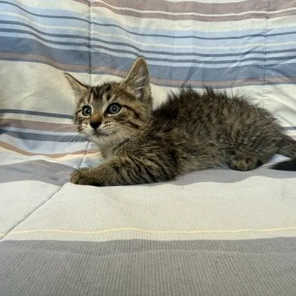 A baby small-sized male Domestic Short Hair cat named Fred for adoption in Janesville, WI