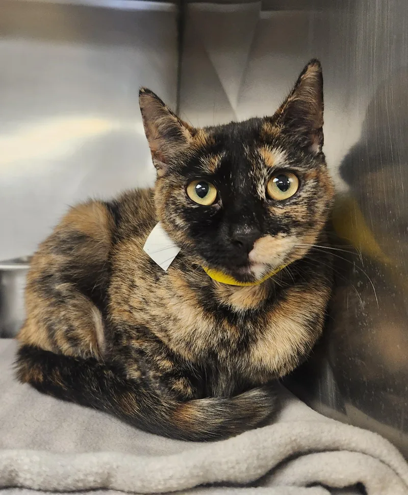 A young medium-sized female Black Domestic Short Hair cat named Callio for adoption in Clayton, NJ