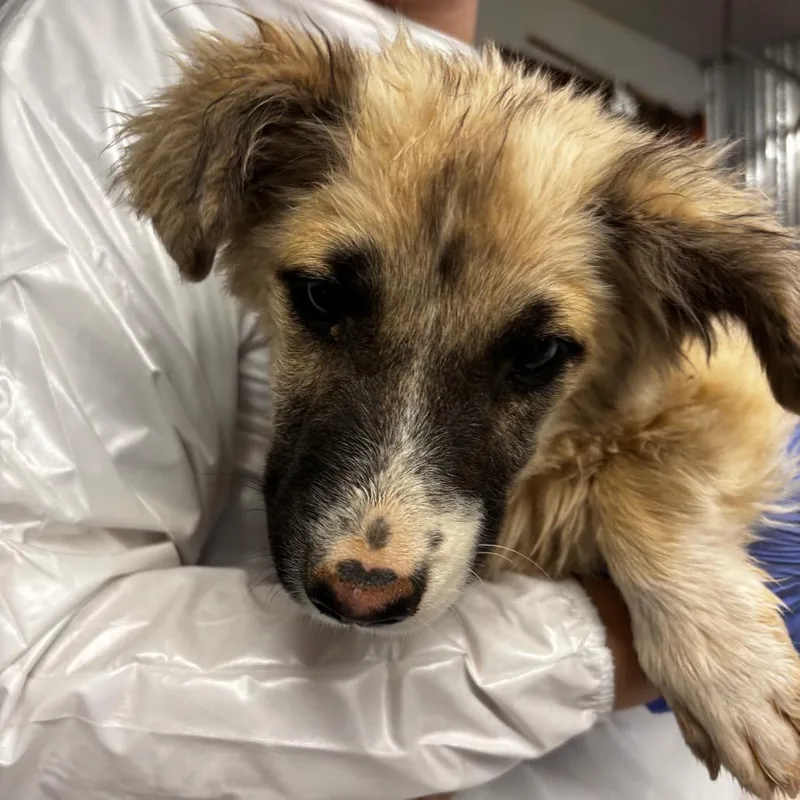 A baby small-sized male Apricot / Beige Mixed Breed dog named Cashmere for adoption in Moab, UT