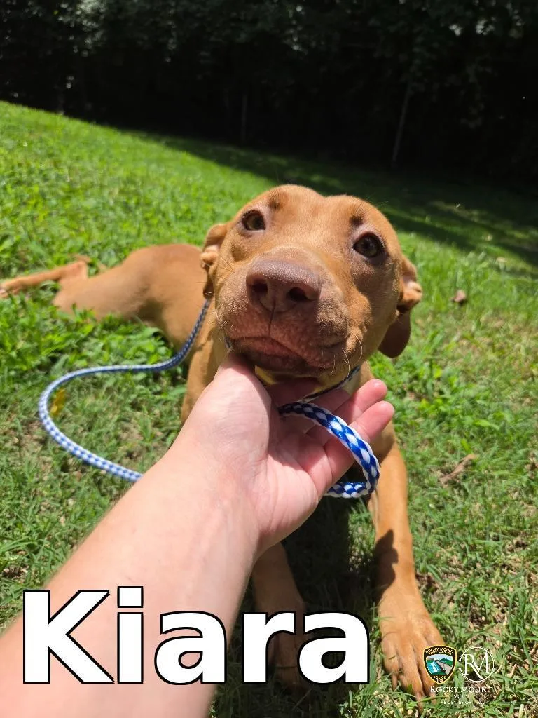A young medium-sized female Pit Bull Terrier dog named Kiara for adoption in Rocky Mount, NC
