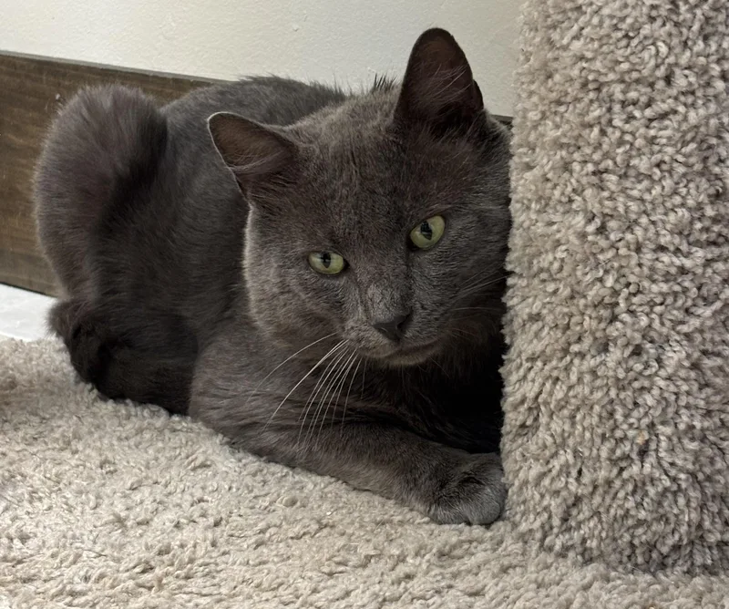 A young medium-sized male Gray / Blue / Silver American Shorthair cat named Haven for adoption in Medford, MA