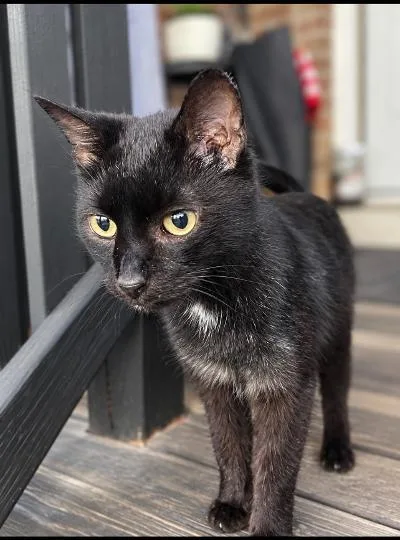 A senior medium-sized male Black Domestic Short Hair cat named Gon for adoption in Mokena, IL