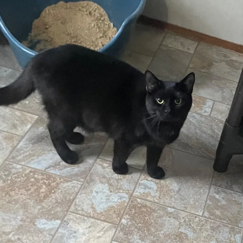 A young large-sized female Domestic Short Hair cat named Jay for adoption in Parsons, WV