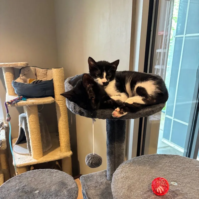 A baby small-sized female Black Domestic Short Hair cat named Dina for adoption in Newark, DE