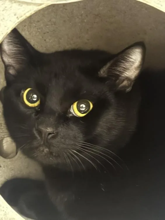 A young large-sized male Domestic Short Hair cat named Norman for adoption in Chatsworth, CA