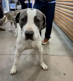 A young large-sized male Mixed Breed dog named Max for adoption in Dallas, TX