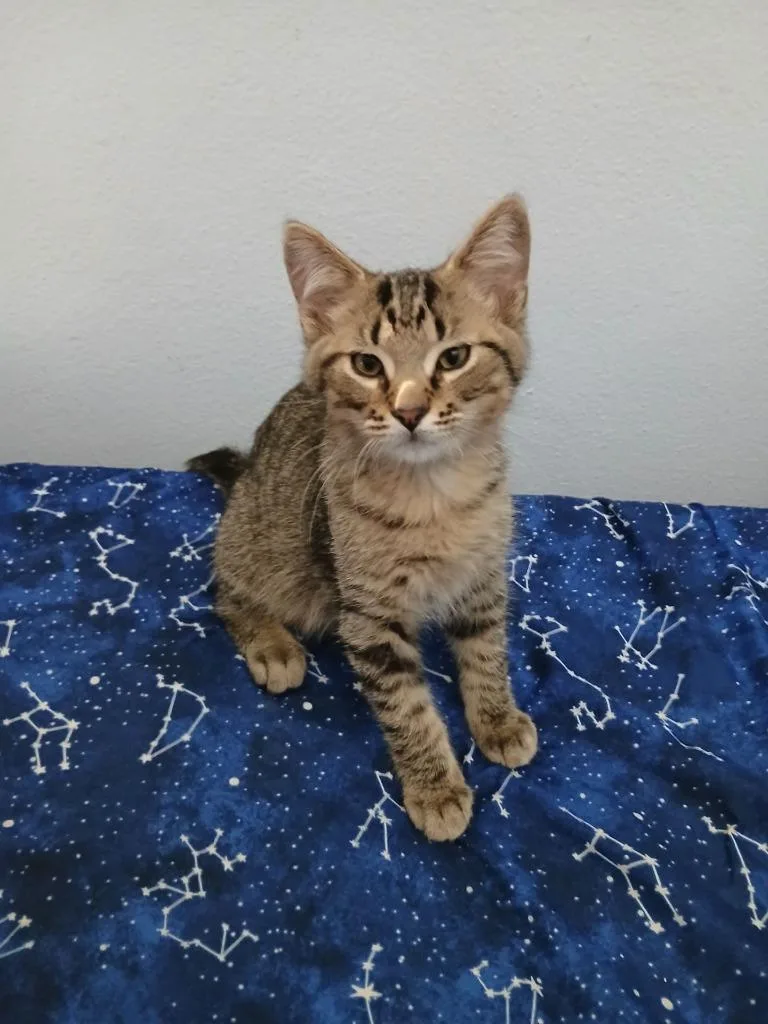 A baby medium-sized male Domestic Short Hair cat named Mufasa for adoption in St. Cloud, MN