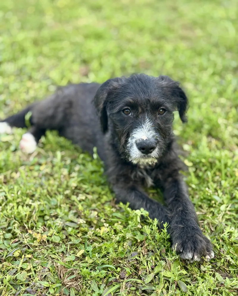 A baby medium-sized female Black Poodle dog named Amberlee for adoption in Lucedale, MS