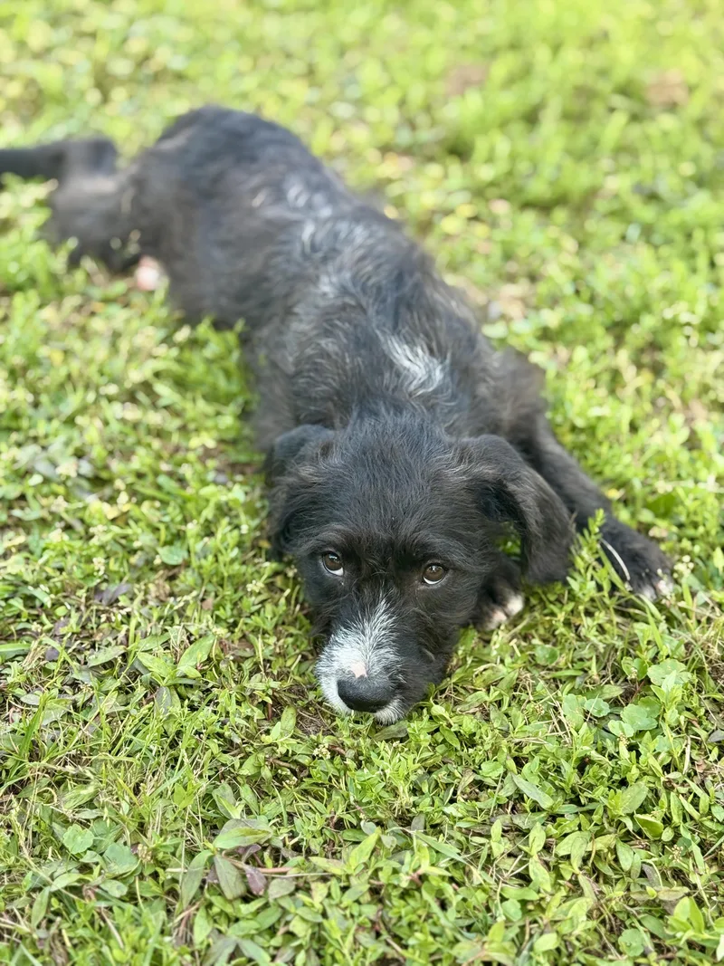 Amberlee thumbnail 2