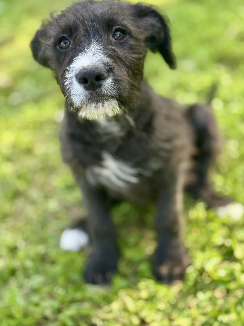 Amberlee thumbnail 3