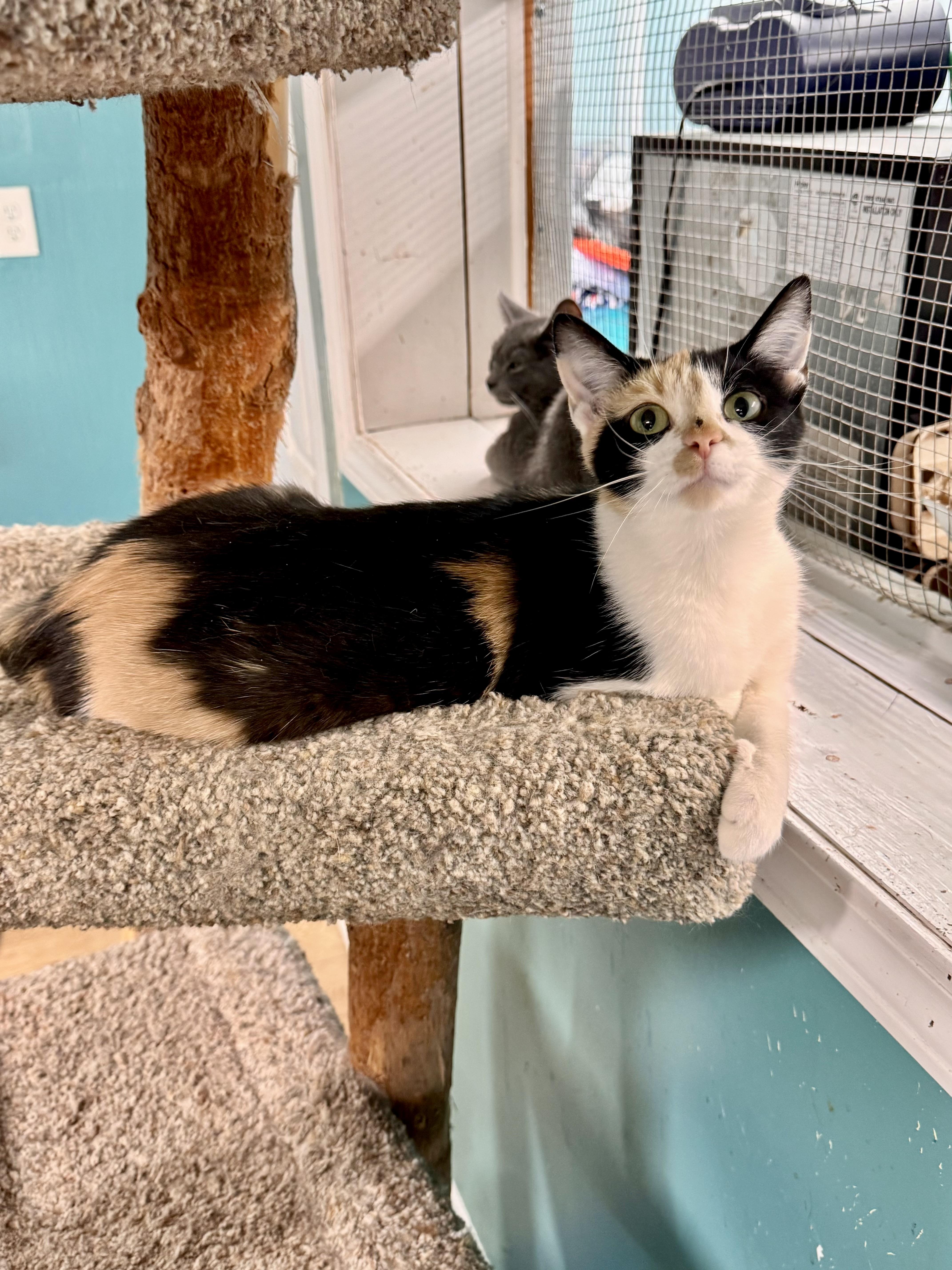 A young medium-sized female Calico cat named Sage for adoption in Scottsburg, IN