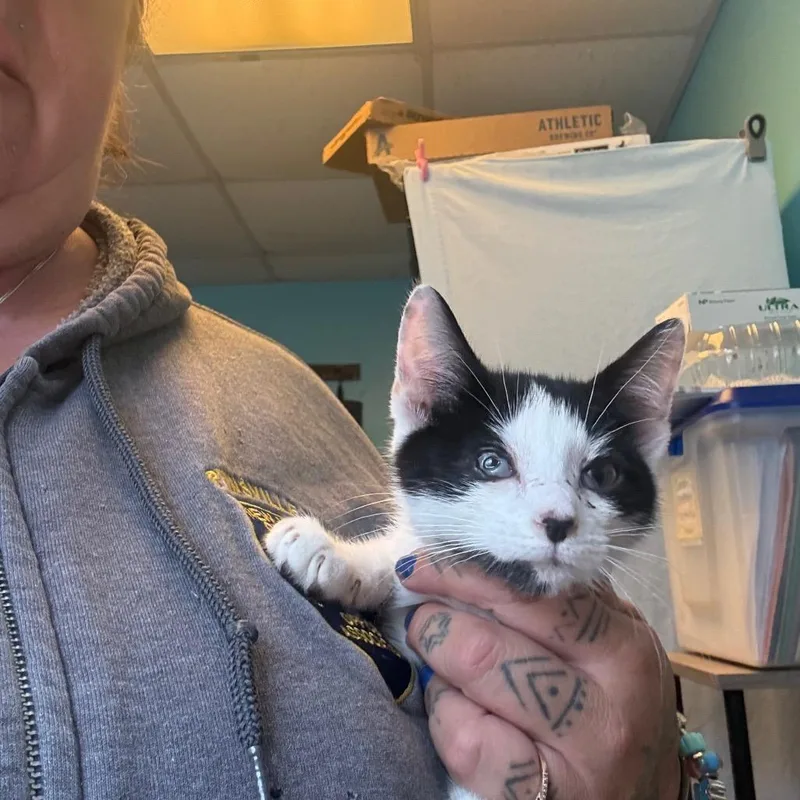 A baby small-sized male Black Domestic Short Hair cat named Thorn for adoption in Pennsville, NJ