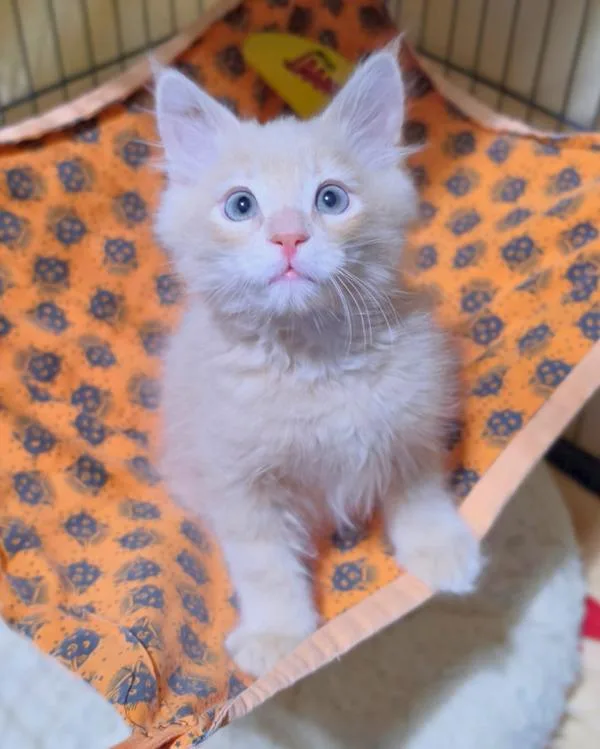 A baby small-sized male Domestic Medium Hair cat named Butterscotch for adoption in Novato, CA