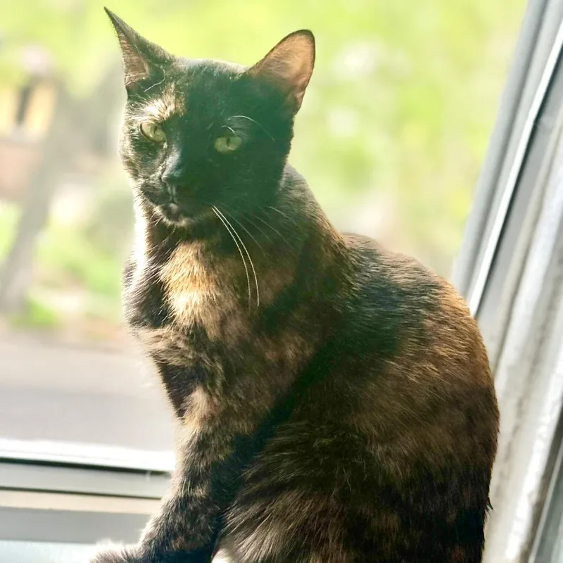 A young small-sized female Black Domestic Short Hair cat named Yuchen for adoption in Minneapolis, MN