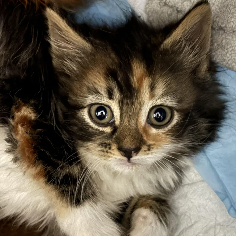 A baby medium-sized female Tabby (Brown / Chocolate) Domestic Medium Hair cat named Jalen for adoption in Roslyn Heights, NY