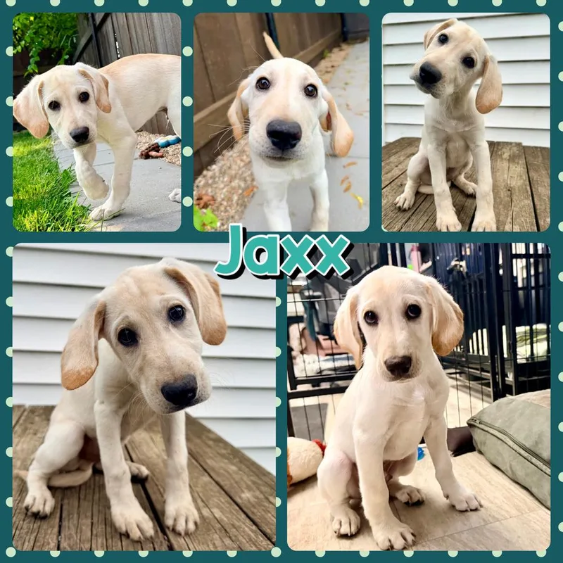 Jaxx thumbnail 6