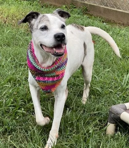 A senior large-sized female Mixed Breed dog named Grandma $ for adoption in Seneca, SC