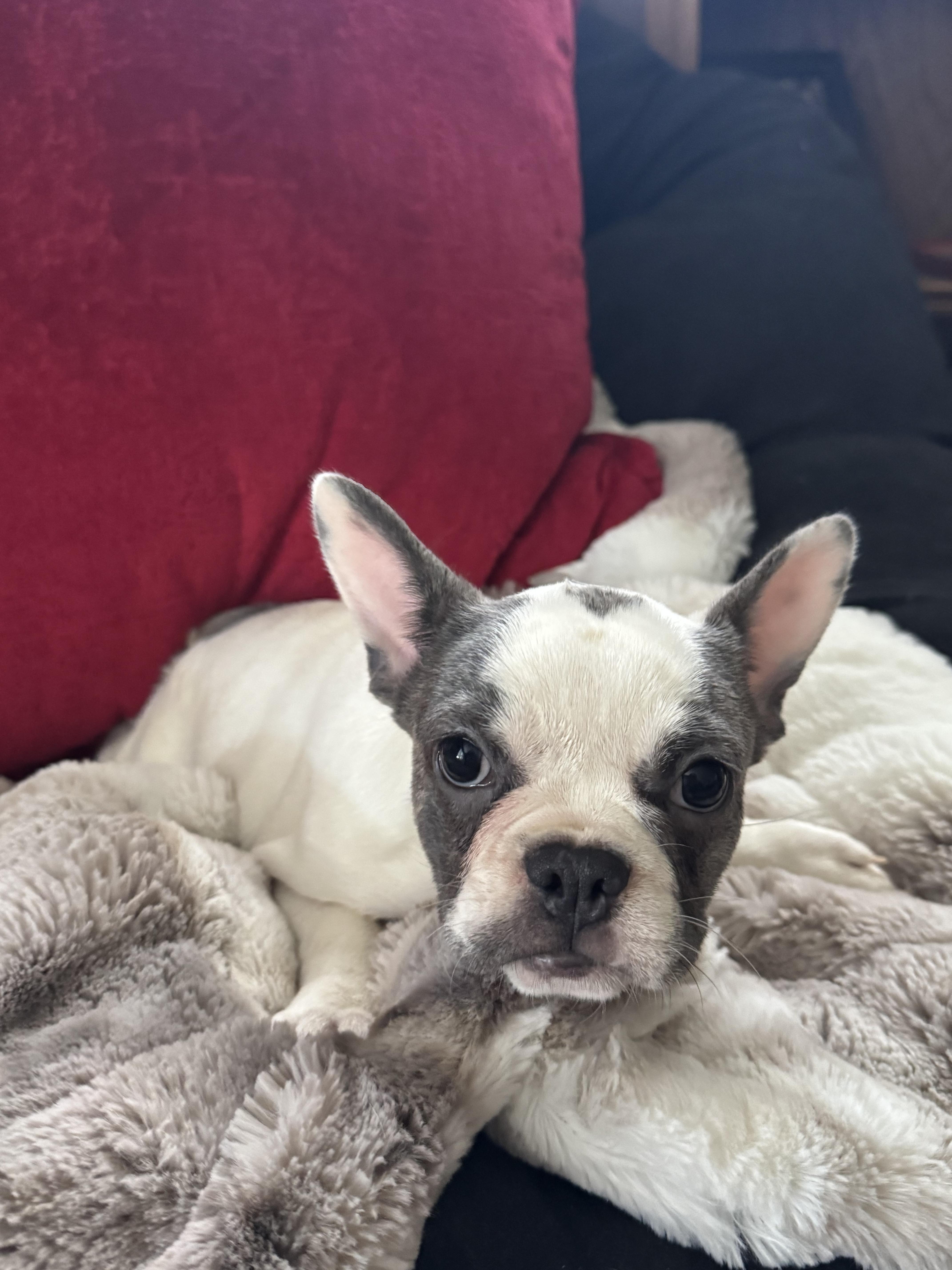 Gracie