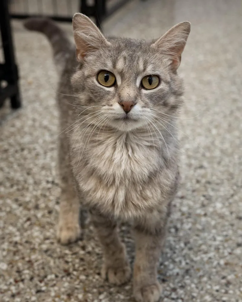 A young small-sized male Domestic Short Hair cat named Flipper for adoption in Boone, IA