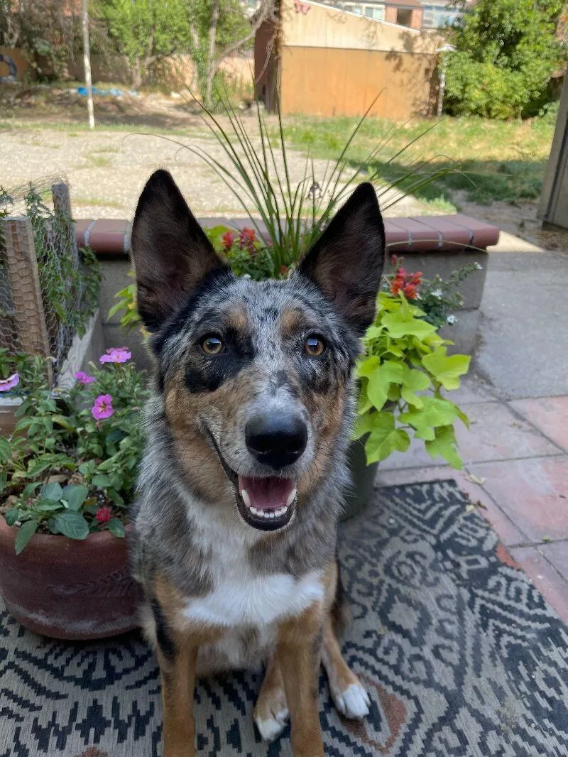An adult large-sized female Black Australian Shepherd dog named Rudy Rue for adoption in Fruit Heights, UT