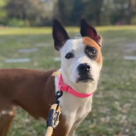An adult medium-sized male White / Cream Mixed Breed dog named Odie for adoption in Jacksonville, FL