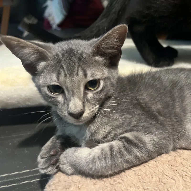 A baby medium-sized female Gray / Blue / Silver Domestic Short Hair cat named Anastasia for adoption in Houston, TX