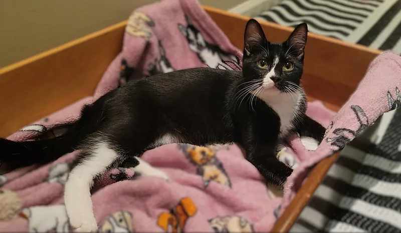 A baby medium-sized female Black & White / Tuxedo Domestic Short Hair cat named April for adoption in OVERLAND PARK, KS