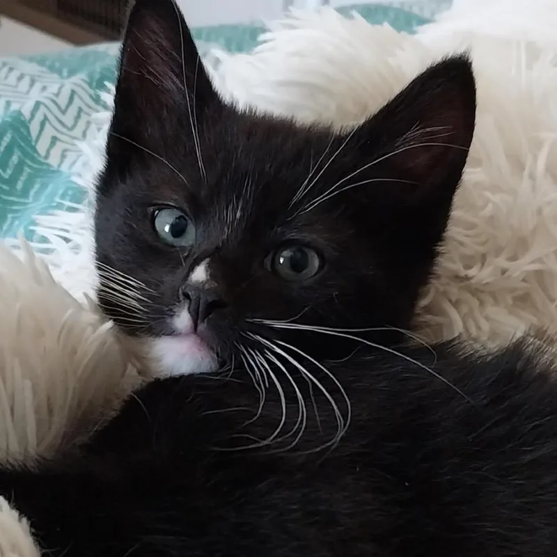 Tofu
