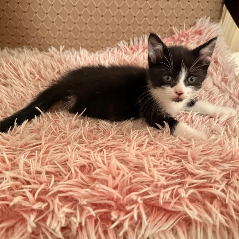 A baby small-sized male Black Domestic Short Hair cat named Leighton for adoption in Harrisonburg, VA