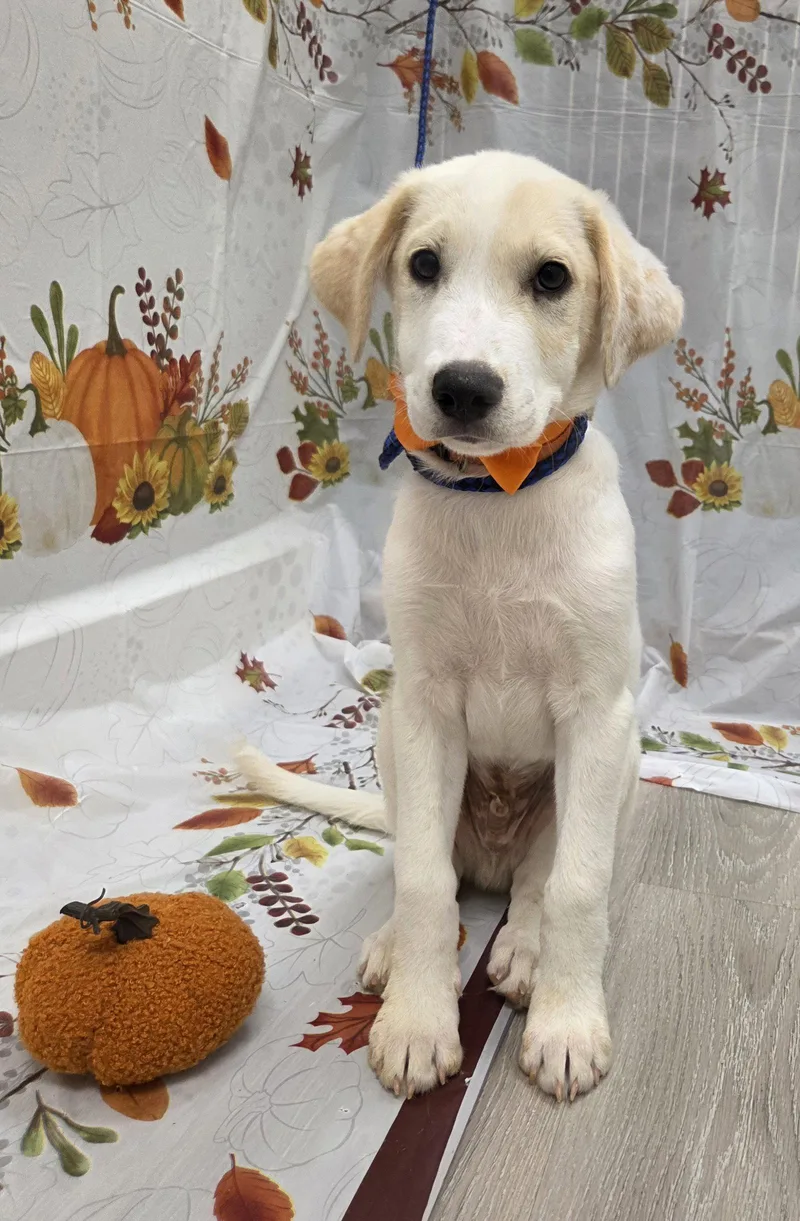 A baby medium-sized male Golden Retriever dog named Sunny for adoption in Attalla, AL