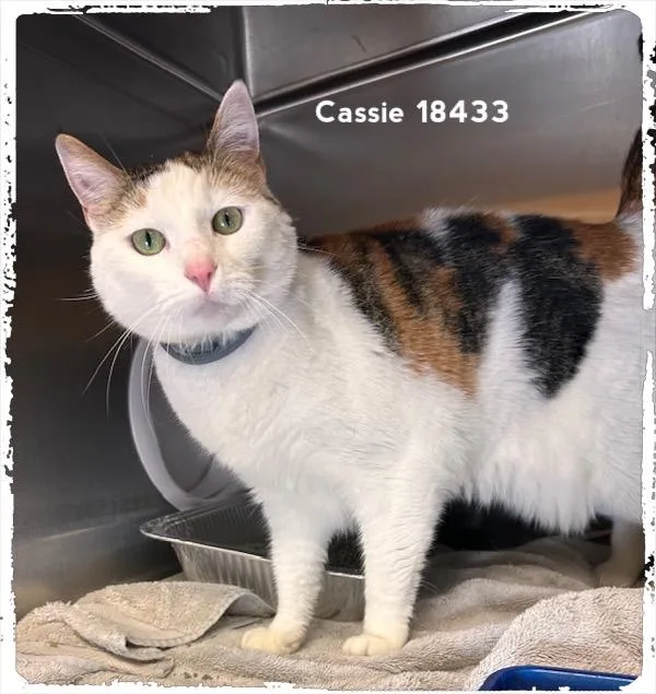Cassie thumbnail 2