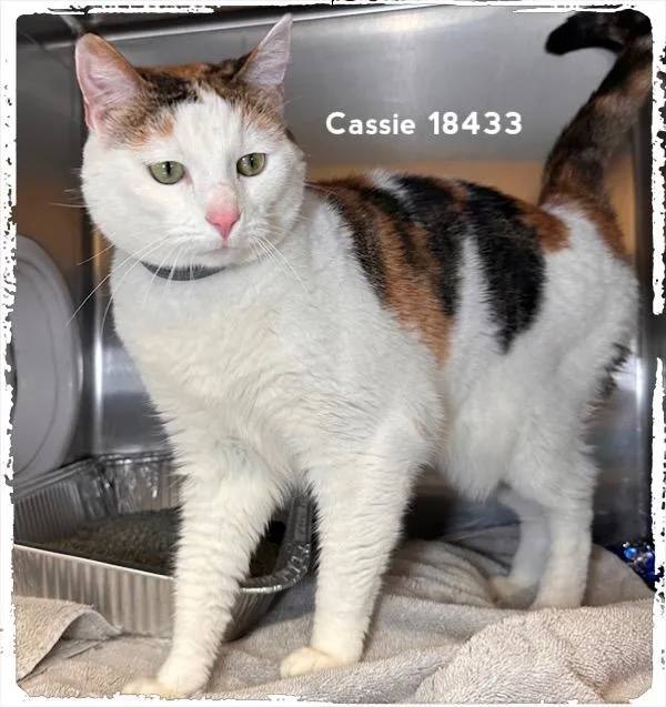 Cassie thumbnail 3