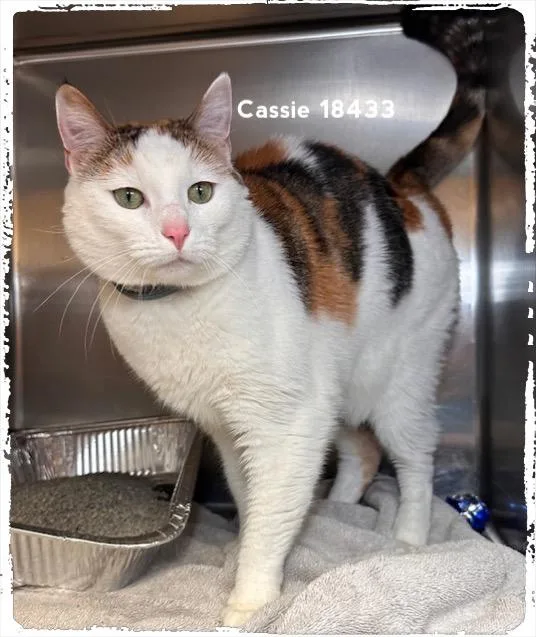 Cassie thumbnail 4